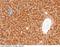 Asialoglycoprotein Receptor 1 antibody, 50083-R114, Sino Biological, Immunohistochemistry frozen image 