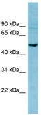 Phosphodiesterase 7B antibody, TA333748, Origene, Western Blot image 