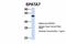 Spermatogenesis Associated 7 antibody, A08310, Boster Biological Technology, Western Blot image 