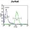 Recombination Signal Binding Protein For Immunoglobulin Kappa J Region Like antibody, abx026575, Abbexa, Western Blot image 
