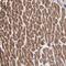 Proteasome Subunit Alpha 3 antibody, HPA000905, Atlas Antibodies, Immunohistochemistry frozen image 