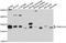 TRNA Methyltransferase 61A antibody, A10597, ABclonal Technology, Western Blot image 