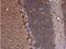 Inhibin Subunit Alpha antibody, NBP1-33030, Novus Biologicals, Immunohistochemistry frozen image 