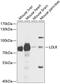 Interleukin 31 Receptor A antibody, 22-026, ProSci, Western Blot image 