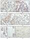 RSK-1 antibody, MA5-15341, Invitrogen Antibodies, Immunohistochemistry frozen image 