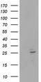 RNA Polymerase II Subunit E antibody, LS-C172719, Lifespan Biosciences, Western Blot image 