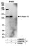 Calpain 15 antibody, A304-058A, Bethyl Labs, Immunoprecipitation image 