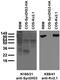 Transmembrane Protein 91 antibody, 73-186, Antibodies Incorporated, Western Blot image 