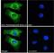 Fibroblast Growth Factor 21 antibody, GTX88943, GeneTex, Immunofluorescence image 