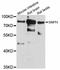 Syntaphilin antibody, abx126613, Abbexa, Western Blot image 