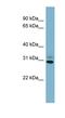 Platelet Activating Factor Acetylhydrolase 1b Catalytic Subunit 3 antibody, NBP1-79625, Novus Biologicals, Western Blot image 