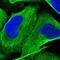 Muscle-related coiled-coil protein antibody, NBP1-86607, Novus Biologicals, Immunofluorescence image 