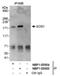 SOS Ras/Rac Guanine Nucleotide Exchange Factor 1 antibody, NBP1-05954, Novus Biologicals, Western Blot image 