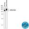 Dipeptidyl Peptidase 4 antibody, AF954, R&D Systems, Western Blot image 