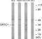 Olfactory Receptor Family 7 Subfamily C Member 1 antibody, PA5-39670, Invitrogen Antibodies, Western Blot image 