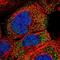 Pyruvate Dehyrogenase Phosphatase Catalytic Subunit 1 antibody, NBP1-83443, Novus Biologicals, Immunofluorescence image 