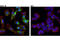 Cathepsin B antibody, 31718T, Cell Signaling Technology, Immunofluorescence image 