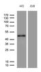 E74 Like ETS Transcription Factor 3 antibody, LS-C799674, Lifespan Biosciences, Western Blot image 