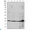 Caspase 8 antibody, LS-C812520, Lifespan Biosciences, Western Blot image 