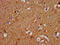 NLR Family Pyrin Domain Containing 10 antibody, CSB-PA773044LA01HU, Cusabio, Immunohistochemistry frozen image 