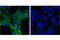 Signal Regulatory Protein Alpha antibody, 13379S, Cell Signaling Technology, Immunofluorescence image 