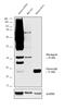 Rhodopsin antibody, MA5-11741, Invitrogen Antibodies, Western Blot image 