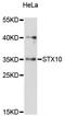 Syntaxin 10 antibody, LS-C748850, Lifespan Biosciences, Western Blot image 