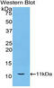 Heat Shock Protein Family A (Hsp70) Member 8 antibody, LS-C294411, Lifespan Biosciences, Western Blot image 