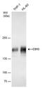 CD13 antibody, PA5-77859, Invitrogen Antibodies, Western Blot image 