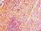 NMNAT3 antibody, LS-C371765, Lifespan Biosciences, Immunohistochemistry frozen image 