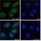 POU Class 3 Homeobox 2 antibody, 42-577, ProSci, Enzyme Linked Immunosorbent Assay image 