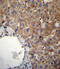 Svct1 antibody, LS-C161169, Lifespan Biosciences, Immunohistochemistry paraffin image 