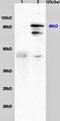 Heat Shock Protein 90 Beta Family Member 1 antibody, orb10752, Biorbyt, Western Blot image 