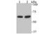 Stress Induced Phosphoprotein 1 antibody, A02683-1, Boster Biological Technology, Western Blot image 
