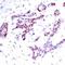 Signal Transducer And Activator Of Transcription 1 antibody, 79-121, ProSci, Immunohistochemistry frozen image 