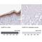 Caspase 14 antibody, NBP2-33906, Novus Biologicals, Immunohistochemistry paraffin image 