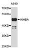 Inhibin Subunit Beta A antibody, STJ111166, St John
