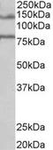 Band 4.1-like protein 5 antibody, MBS421370, MyBioSource, Western Blot image 