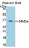 RELB Proto-Oncogene, NF-KB Subunit antibody, LS-C297013, Lifespan Biosciences, Western Blot image 