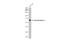 Synaptotagmin 1 antibody, GTX114124, GeneTex, Western Blot image 