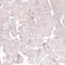 Transmembrane protein 2 antibody, HPA044889, Atlas Antibodies, Immunohistochemistry frozen image 