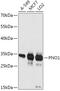 Partner Of NOB1 Homolog antibody, 18-081, ProSci, Western Blot image 