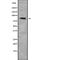 Collectin Subfamily Member 12 antibody, abx149405, Abbexa, Western Blot image 