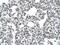 Mat antibody, PA5-42876, Invitrogen Antibodies, Immunohistochemistry frozen image 