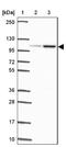 Prominin-2 antibody, NBP2-38032, Novus Biologicals, Western Blot image 