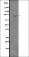 Olfactory Receptor Family 56 Subfamily A Member 4 antibody, orb336477, Biorbyt, Western Blot image 