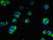 Transmembrane Protein 222 antibody, LS-C376866, Lifespan Biosciences, Immunofluorescence image 