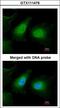 Unc-51 Like Autophagy Activating Kinase 2 antibody, LS-C186213, Lifespan Biosciences, Immunocytochemistry image 