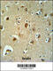 Beta-1,3-Galactosyltransferase 6 antibody, 61-753, ProSci, Immunohistochemistry paraffin image 