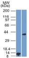 Arginase 1 antibody, GTX34415, GeneTex, Western Blot image 